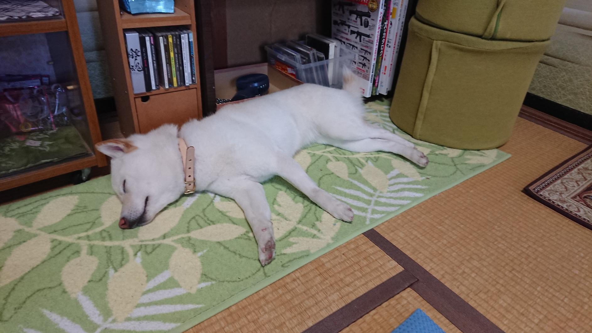 サクラ犬具製作所 おなまえ首輪 真鍮彫刻プレート付 本ヌメ革/本革 手仕上げ 真鍮金具 首輪(小型犬・中型犬) A88890 (SS～Lサイズ 3-11kg) thumbnail 2