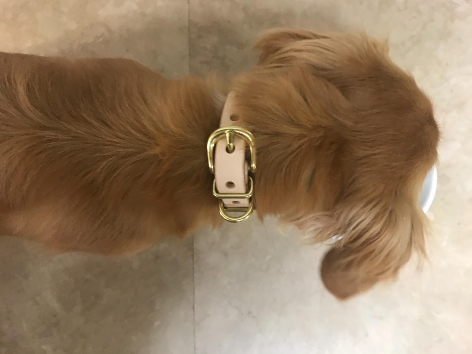 サクラ犬具製作所 おなまえ首輪 真鍮彫刻プレート付 本ヌメ革/本革 手仕上げ 真鍮金具 首輪(小型犬・中型犬) A88890 (SS～Lサイズ 3-11kg) thumbnail 3